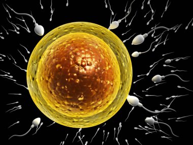 spermatozoons, ovule için yüzer