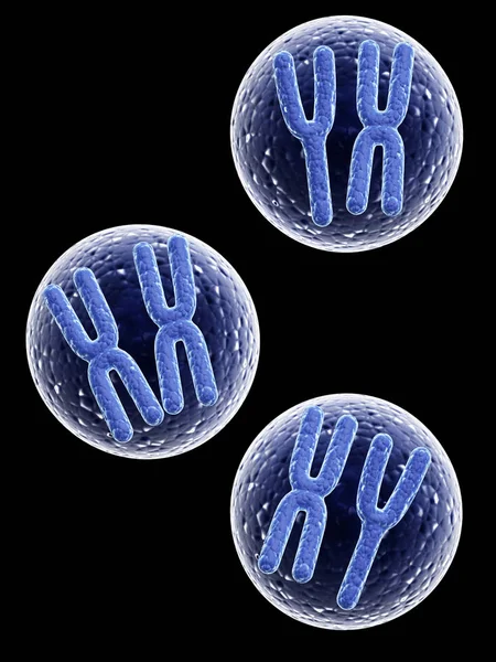 X i Y chromosomów w komórce — Zdjęcie stockowe