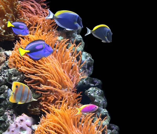Підводна сцена з тропічною рибою — стокове фото