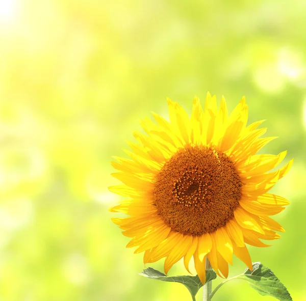 Zonnebloem op onscherpe zonnige achtergrond — Stockfoto