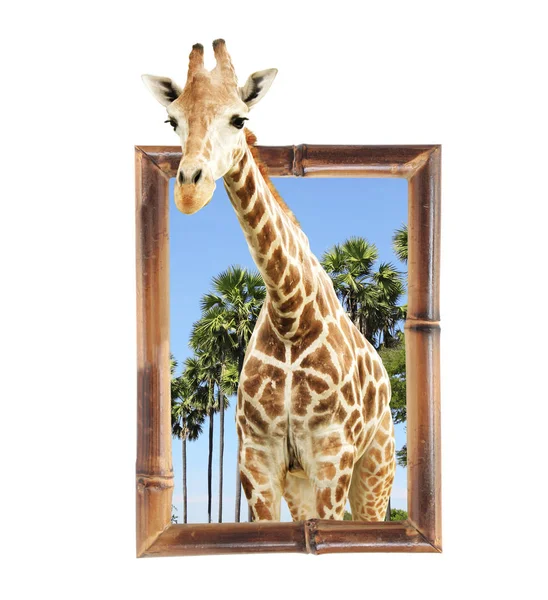 Girafe dans un cadre en bambou avec effet 3D — Photo