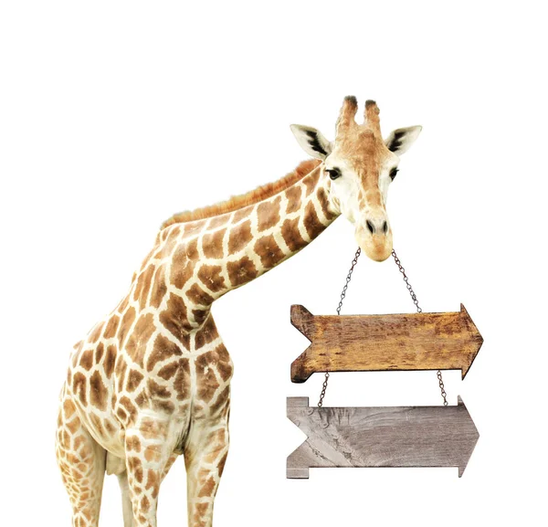 Žirafa s dvěma dřevěnými šípy — Stock fotografie
