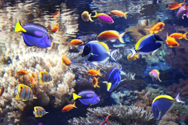 Onderwater scène met tropische vissen — Stockfoto