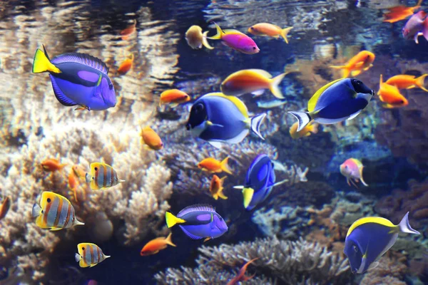 Underwater scene with tropical fish — Stock Photo, Image