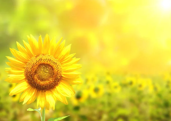 Girasoles sobre fondo soleado borroso — Foto de Stock