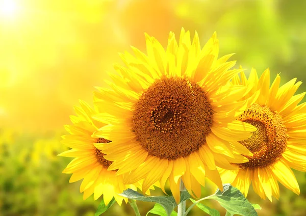 Sonnenblumen auf verschwommenem, sonnigem Hintergrund — Stockfoto