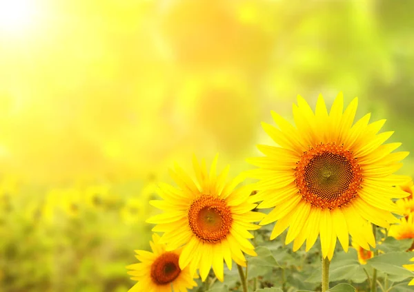 Girasoli su sfondo sfocato e soleggiato — Foto Stock