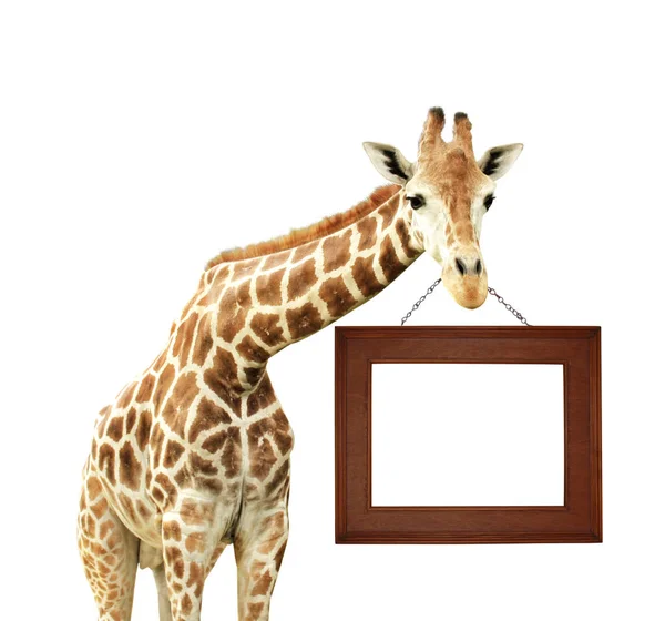 Giraffe with signboard — Stock Photo, Image