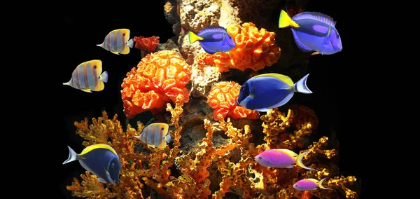 Cena subaquática com peixes tropicais — Fotografia de Stock