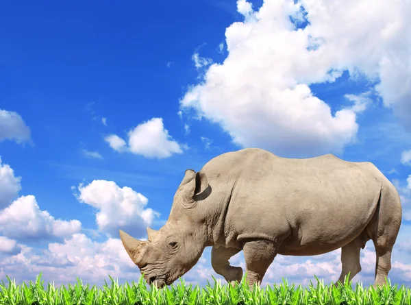 White rhinoceros and green grass — Stock Photo, Image