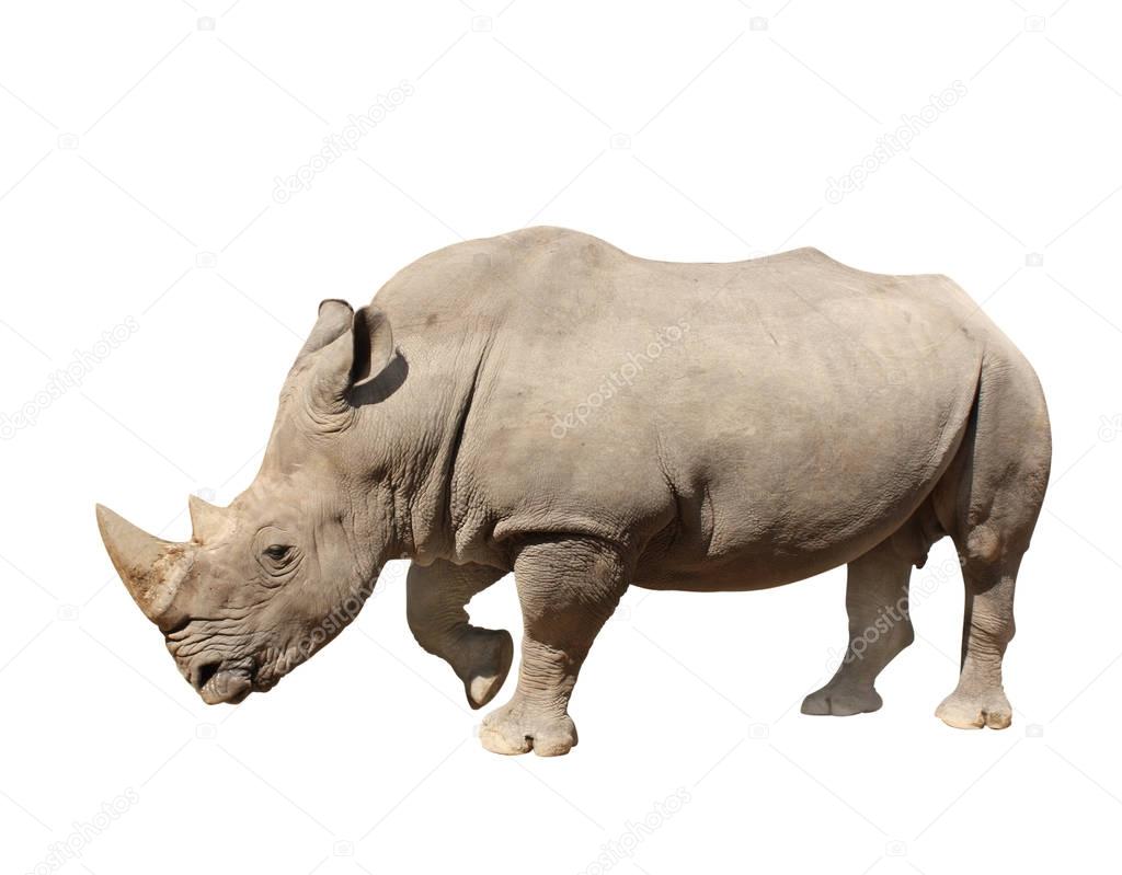 White rhinoceros. Isolated on white background