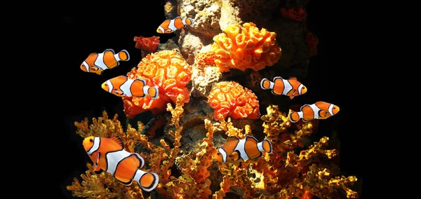 바다 산호와 광대 물고기 — 스톡 사진