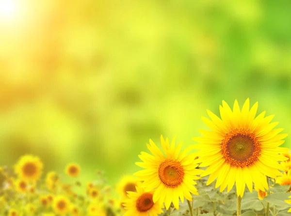 Bright yellow sunflower on green background — Stock Photo, Image