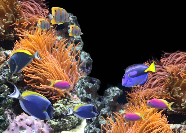 水下的场面与热带鱼 — 图库照片