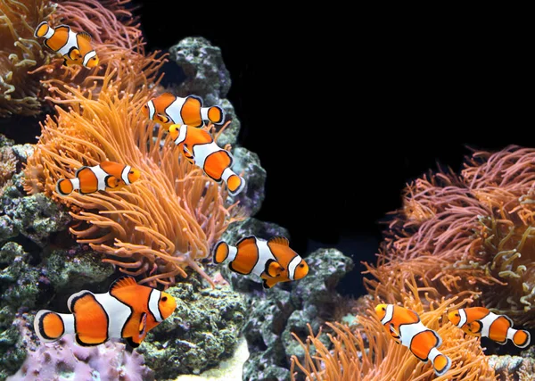 Seeanemone und Clownfische — Stockfoto