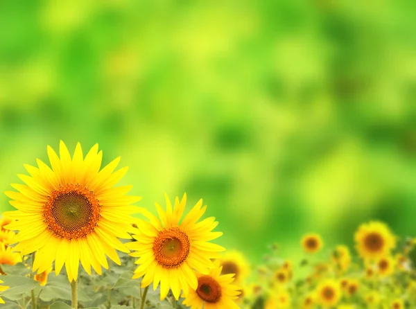 Leuchtend gelbe Sonnenblume auf grünem Hintergrund — Stockfoto