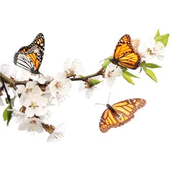 Flowers of cherry and monarch butterflies clipart