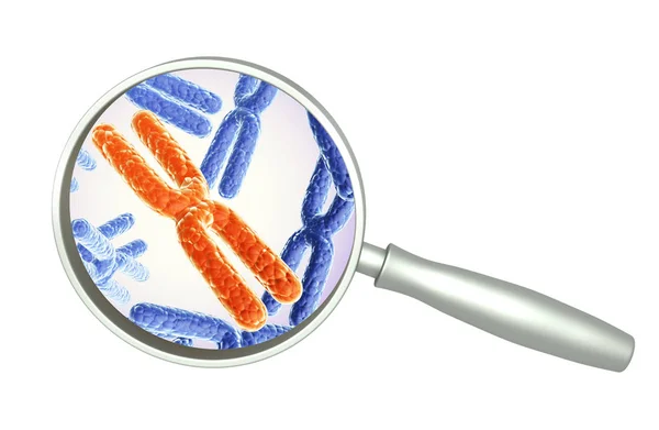 Magnifying glass and red and blue X chromosome — Stock Photo, Image