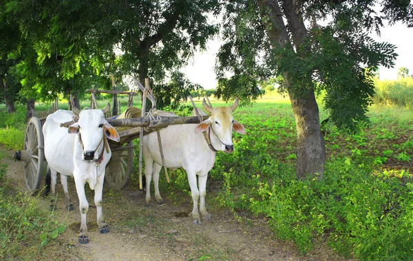 Two asian oxen harnessed to a wooden cart — Stock Photo, Image