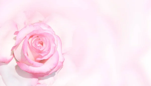 Banner met roze roos — Stockfoto