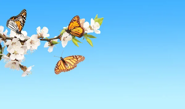 Monarch kelebek ve kiraz çiçekleri — Stok fotoğraf