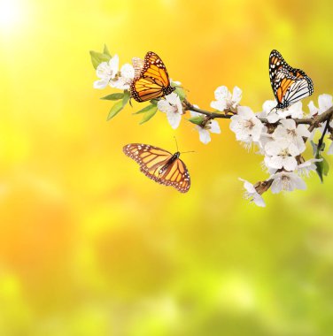 Monarch kelebek ve kiraz çiçekleri