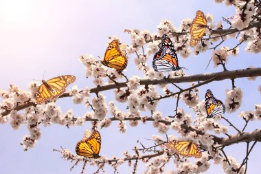 Monarch kelebek ve kiraz çiçekleri