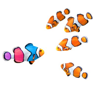 Standart clownfish ve bir renkli balık sürüsü