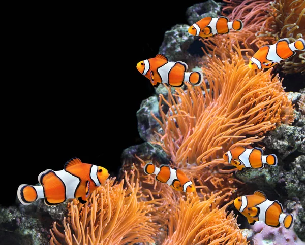 Seeanemone und Clownfische — Stockfoto