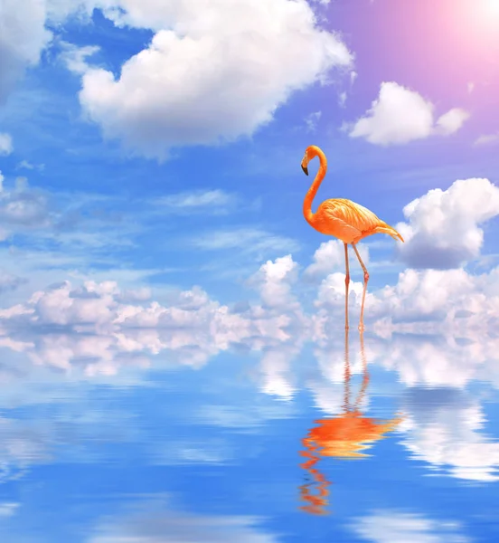 Flamingo auf blauem Wasser — Stockfoto