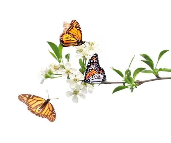 Квіти вишні та монархії метелики — стокове фото