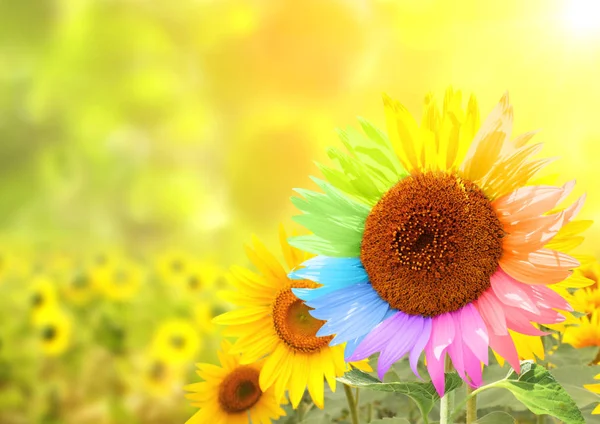 Zonnebloem met bloemblaadjes geschilderd in regenboogkleuren — Stockfoto