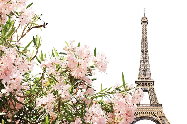 Eiffel tower i różowe kwiaty — Zdjęcie stockowe