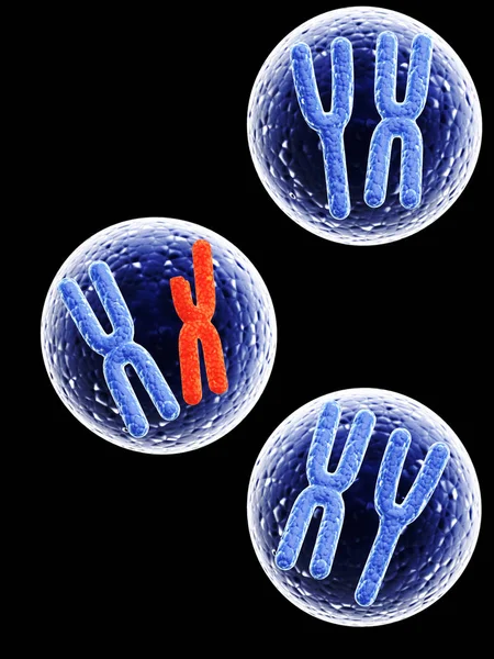 Cromossomas X vermelhos partidos e cromossomas X azuis completos — Fotografia de Stock