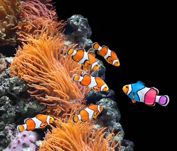 Stado standardowych clownfish i jednej ryby kolorowe — Zdjęcie stockowe