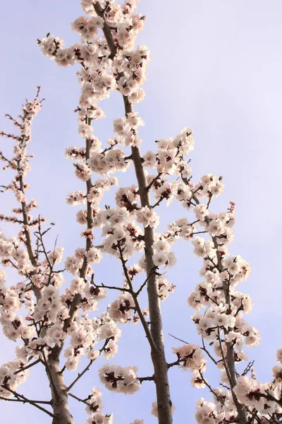 Cielo blu e fiore di ciliegia — Foto Stock