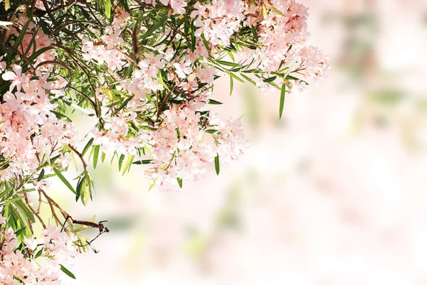 春天的花朵，粉色和绿色的树叶 — 图库照片