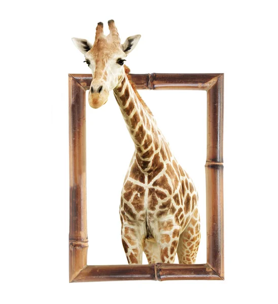 Girafa em quadro de bambu com efeito 3d — Fotografia de Stock