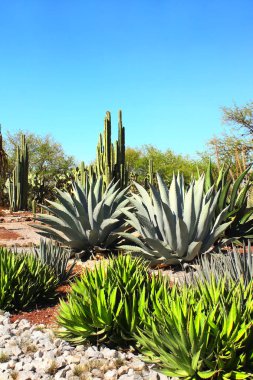 Bahçe kaktüsler, Agav'lar ve succulents, Tula de Allende, Meksika