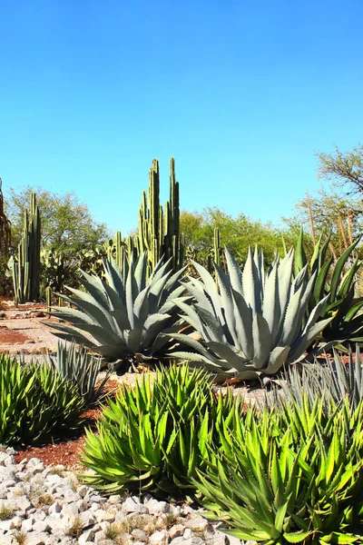 Trädgård av kaktusar, agaves och suckulenter, Tula de Allende, Mexiko — Stockfoto