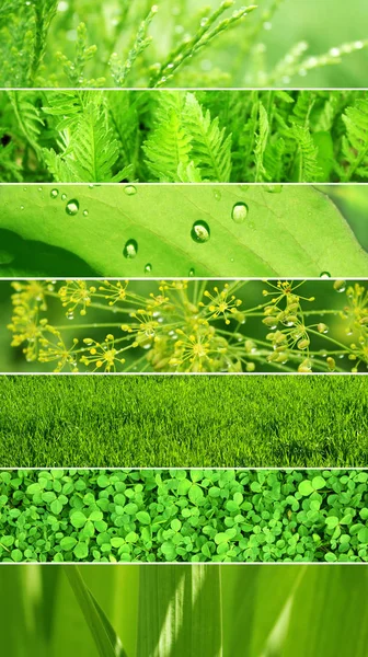 Conjunto de banners com textura de folha verde — Fotografia de Stock