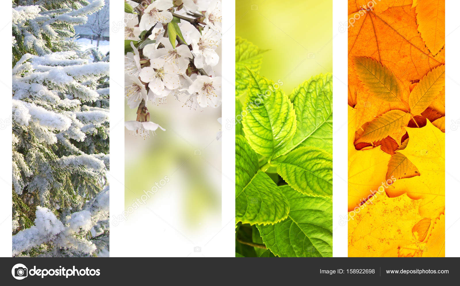 Four seasons of year — Stock Photo © frenta 158922698