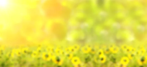 Onscherpe achtergrond met lichte zonnebloemen — Stockfoto