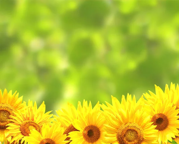 Sonnenblumen auf verschwommenem grünem Hintergrund — Stockfoto