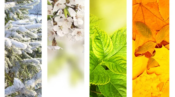 Four seasons of year — Stock Photo, Image