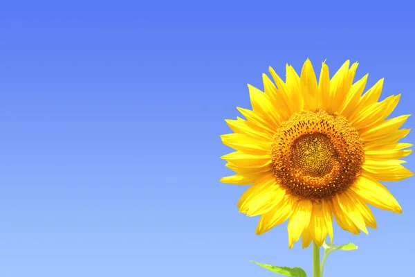Yellow sunflower on blue sky background — Stock Photo, Image