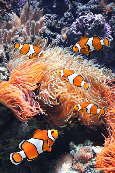 海葵和小丑鱼 — 图库照片