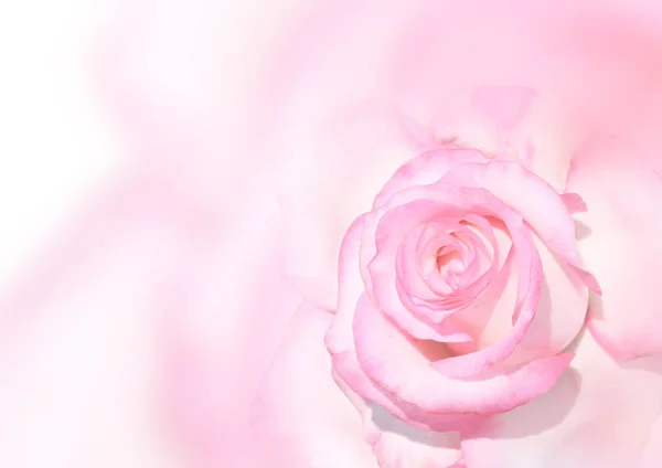 Banner mit rosa Rose — Stockfoto