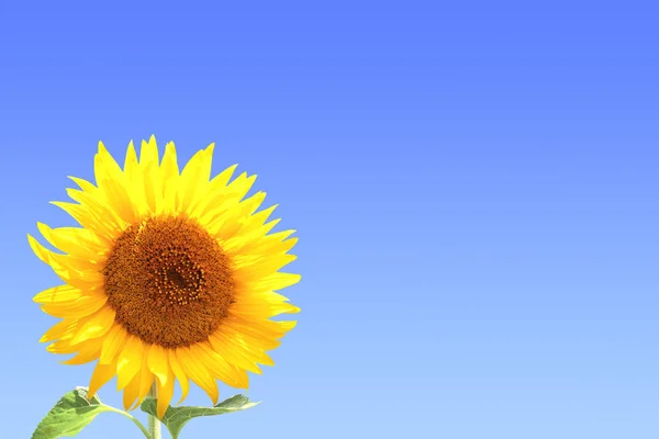 Gele zonnebloem op blauwe lucht achtergrond — Stockfoto