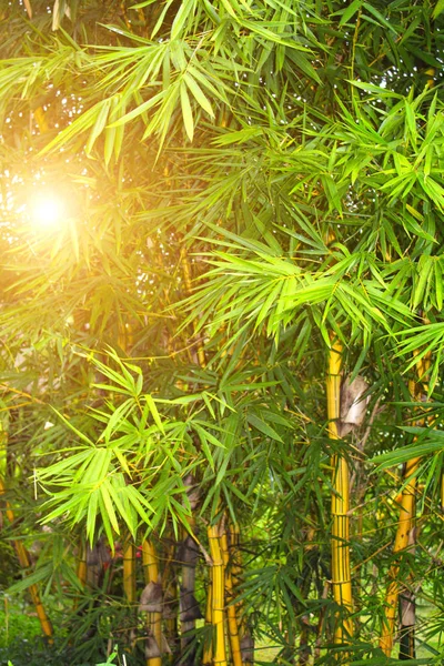 在雨林，亚洲的竹灌丛 — 图库照片